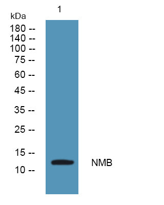 NMB Rabbit Polyclonal Antibody
