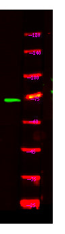 NOL4 Rabbit Polyclonal Antibody