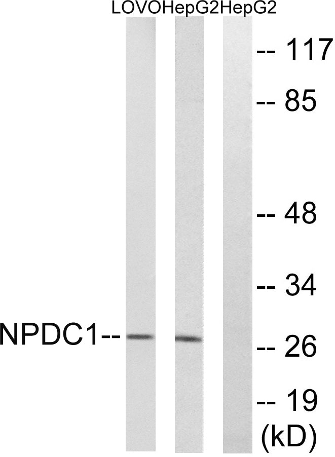 NPDC-1 Rabbit Polyclonal Antibody