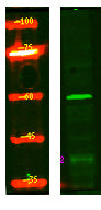 NRBP Rabbit Polyclonal Antibody