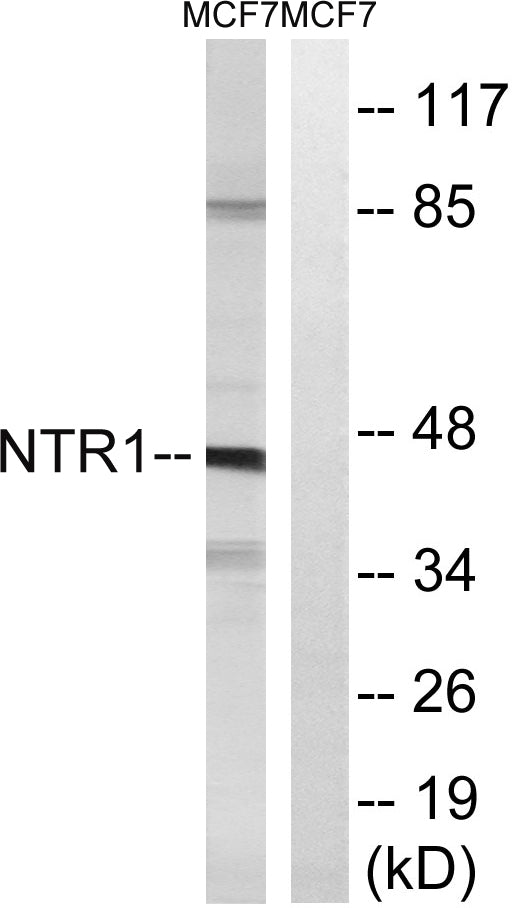 NTR1 Rabbit Polyclonal Antibody