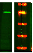 NUFP2 Rabbit Polyclonal Antibody