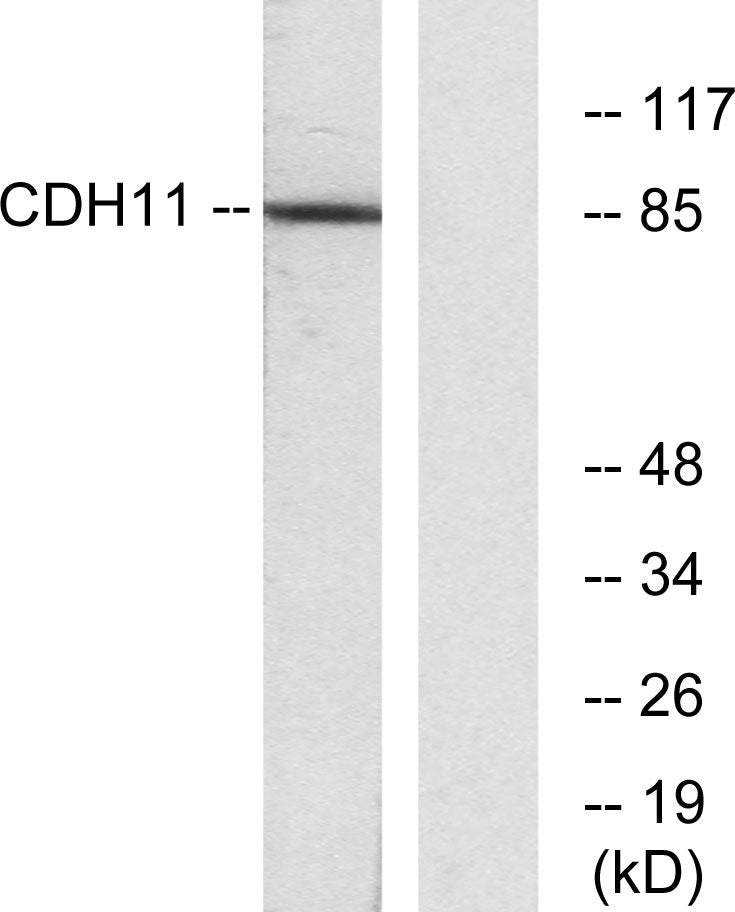 OB-cadherin Rabbit Polyclonal Antibody