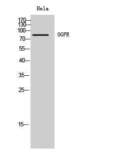 OGFR Rabbit Polyclonal Antibody