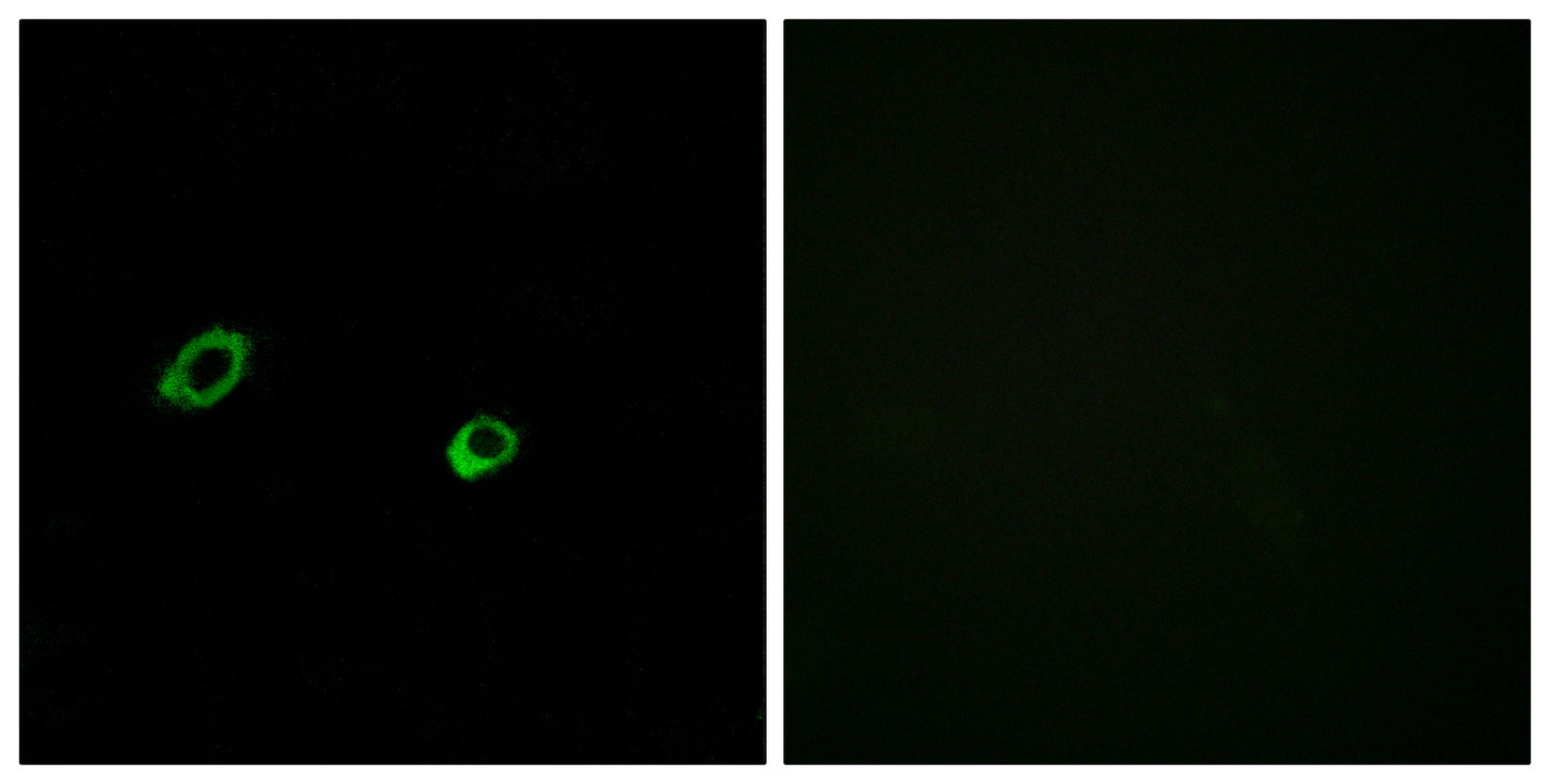 Olfactory receptor 10AG1 Rabbit Polyclonal Antibody
