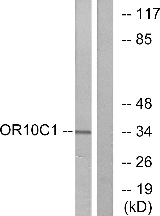 Olfactory receptor 10C1 Rabbit Polyclonal Antibody