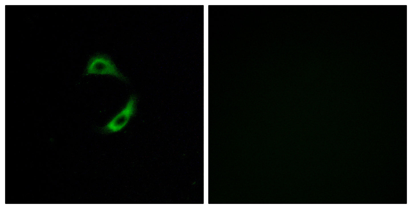 Olfactory receptor 10G9 Rabbit Polyclonal Antibody