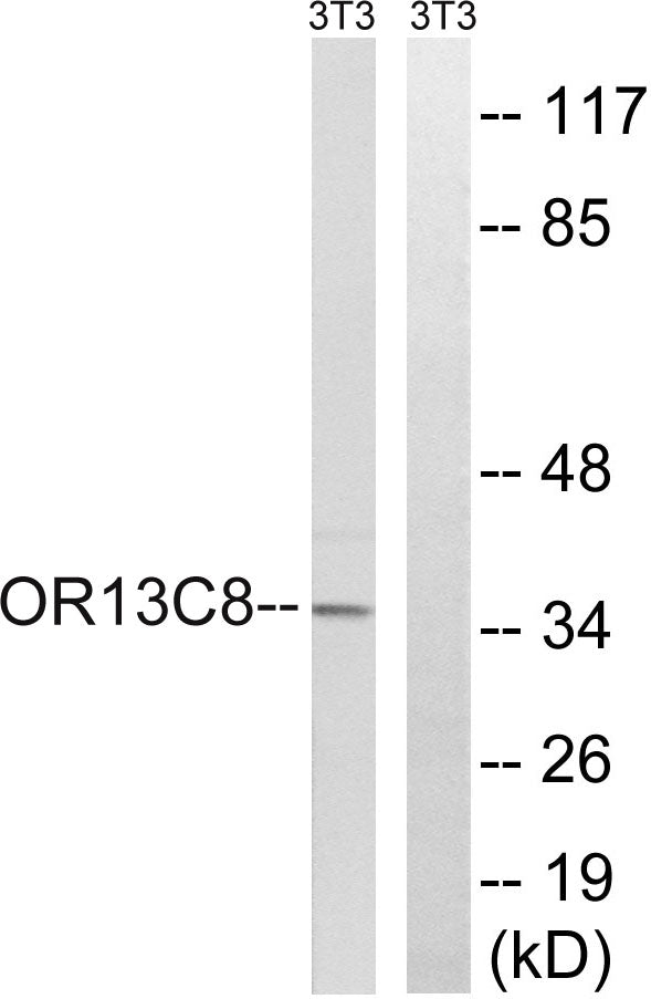 Olfactory receptor 13C8 Rabbit Polyclonal Antibody