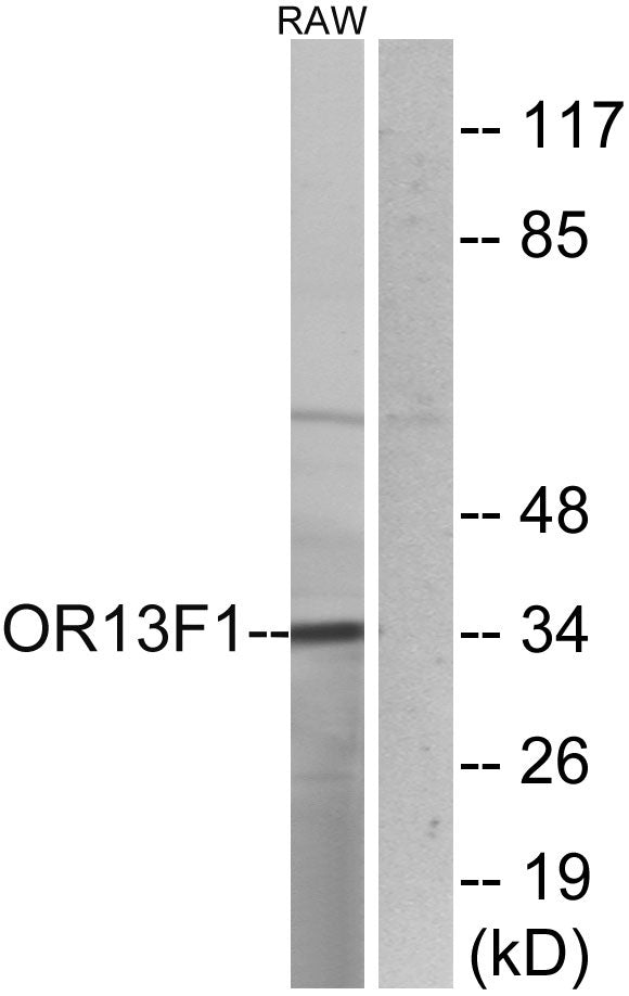 Olfactory receptor 13F1 Rabbit Polyclonal Antibody