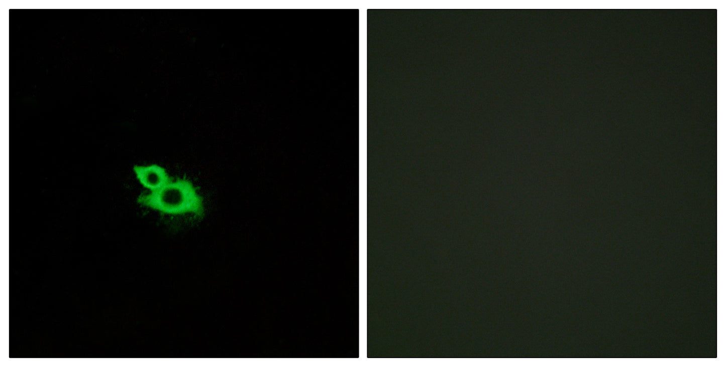 Olfactory receptor 2A42 Rabbit Polyclonal Antibody