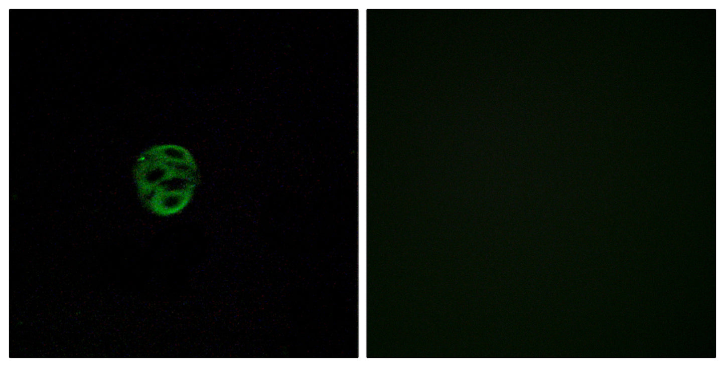 Olfactory receptor 2AE1 Rabbit Polyclonal Antibody