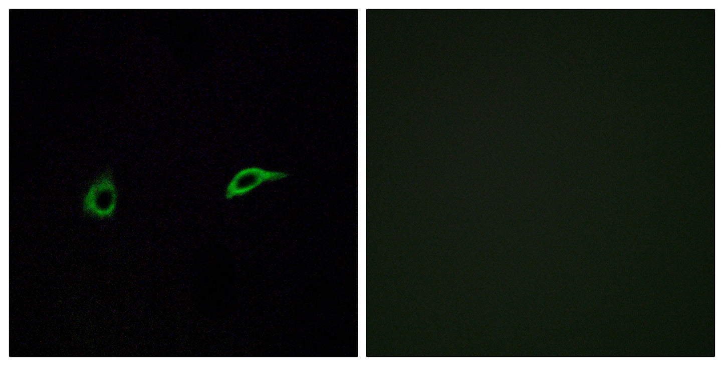 Olfactory receptor 2C1 Rabbit Polyclonal Antibody