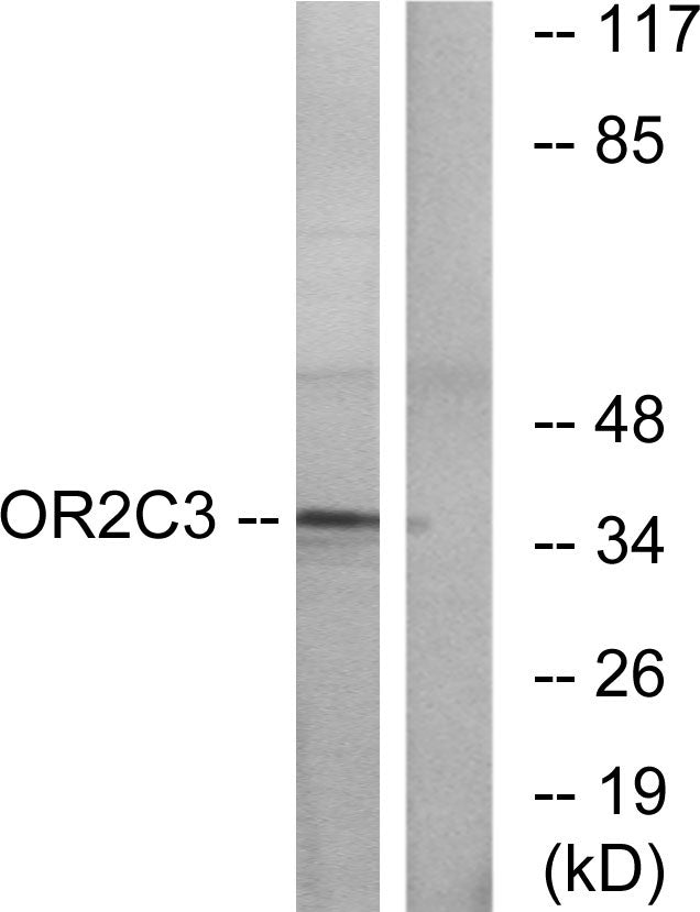 Olfactory receptor 2C3 Rabbit Polyclonal Antibody