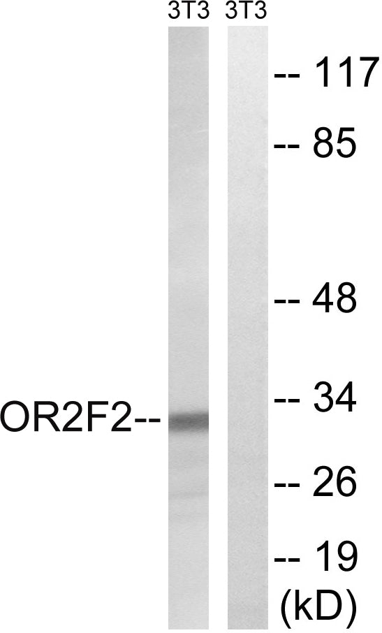 Olfactory receptor 2F2 Rabbit Polyclonal Antibody