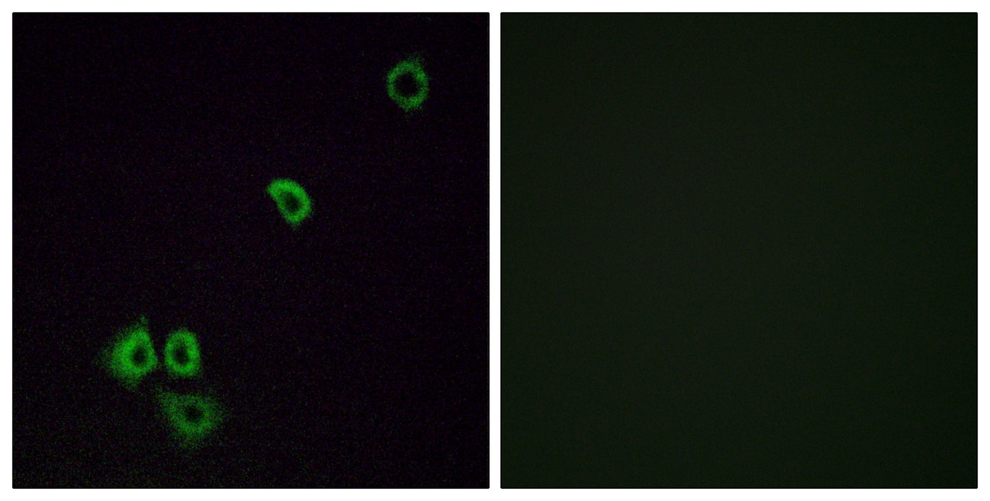 Olfactory receptor 2G3 Rabbit Polyclonal Antibody