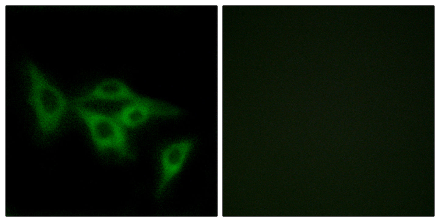 Olfactory receptor 2I1 Rabbit Polyclonal Antibody
