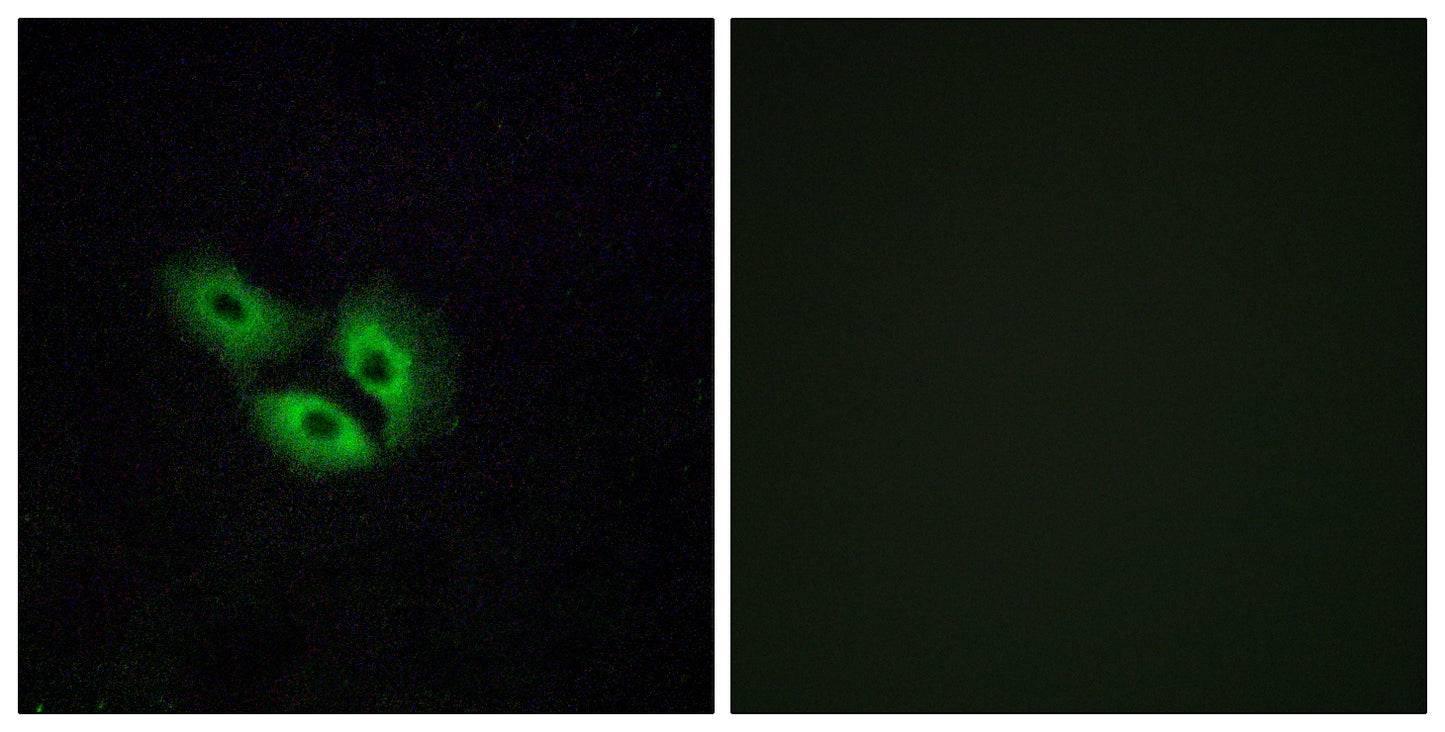 Olfactory receptor 4E2 Rabbit Polyclonal Antibody