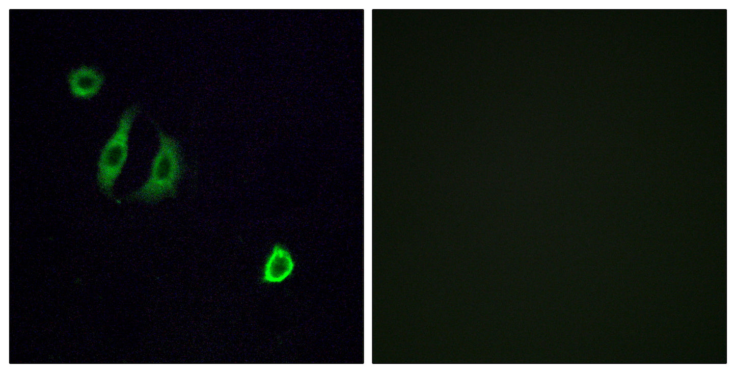 Olfactory receptor 4F6 Rabbit Polyclonal Antibody
