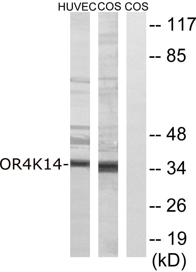 Olfactory receptor 4K14 Rabbit Polyclonal Antibody