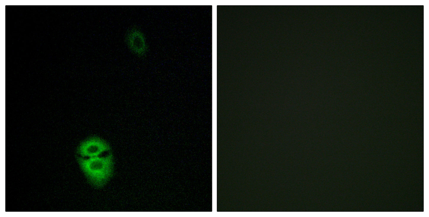 Olfactory receptor 4K17 Rabbit Polyclonal Antibody