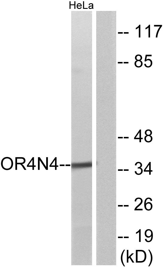 Olfactory receptor 4N4 Rabbit Polyclonal Antibody