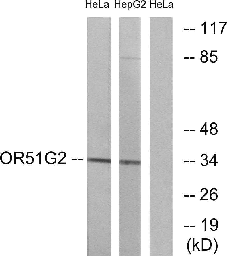 Olfactory receptor 51G2 Rabbit Polyclonal Antibody