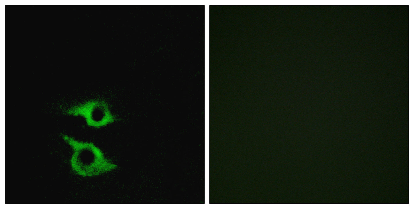 Olfactory receptor 5AP2 Rabbit Polyclonal Antibody