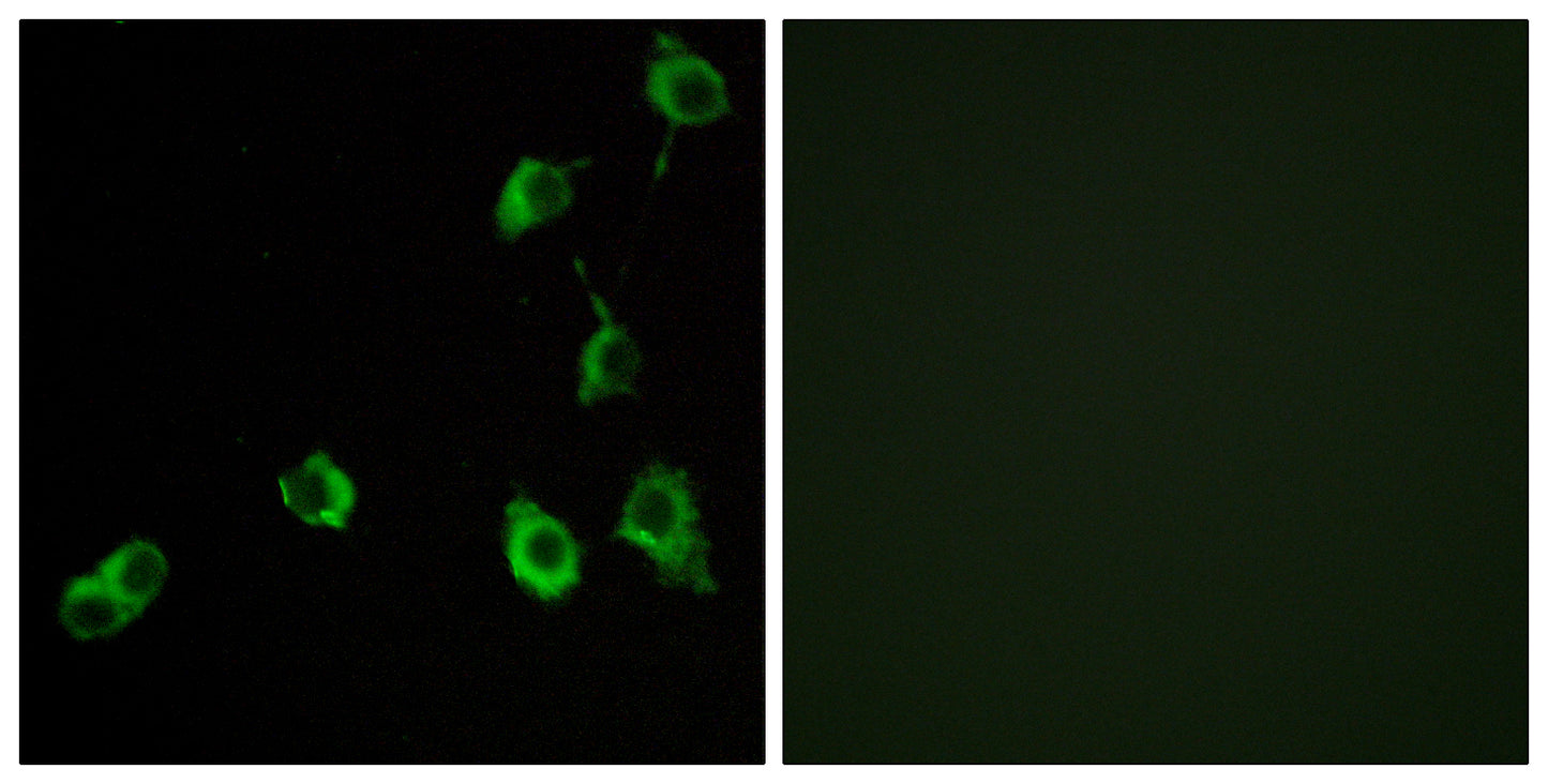 Olfactory receptor 5B12 Rabbit Polyclonal Antibody