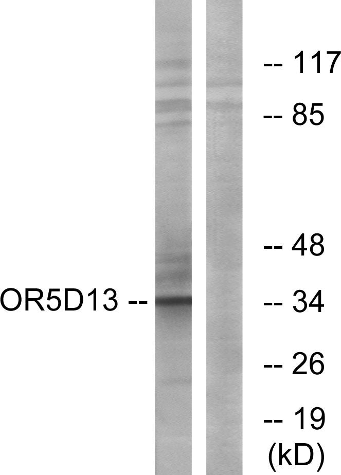 Olfactory receptor 5D13 Rabbit Polyclonal Antibody