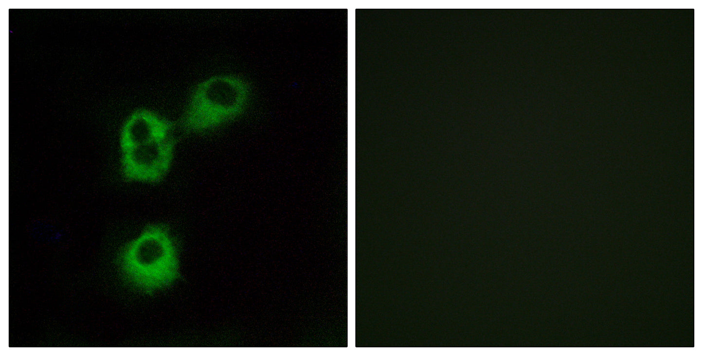 Olfactory receptor 5M1 Rabbit Polyclonal Antibody