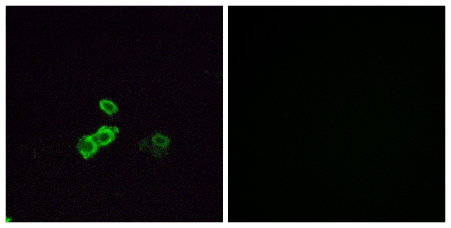 Olfactory receptor 5U1 Rabbit Polyclonal Antibody
