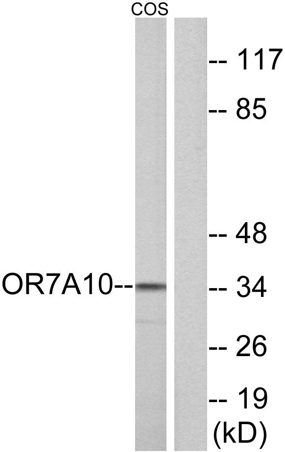 Olfactory receptor 7A10 Rabbit Polyclonal Antibody