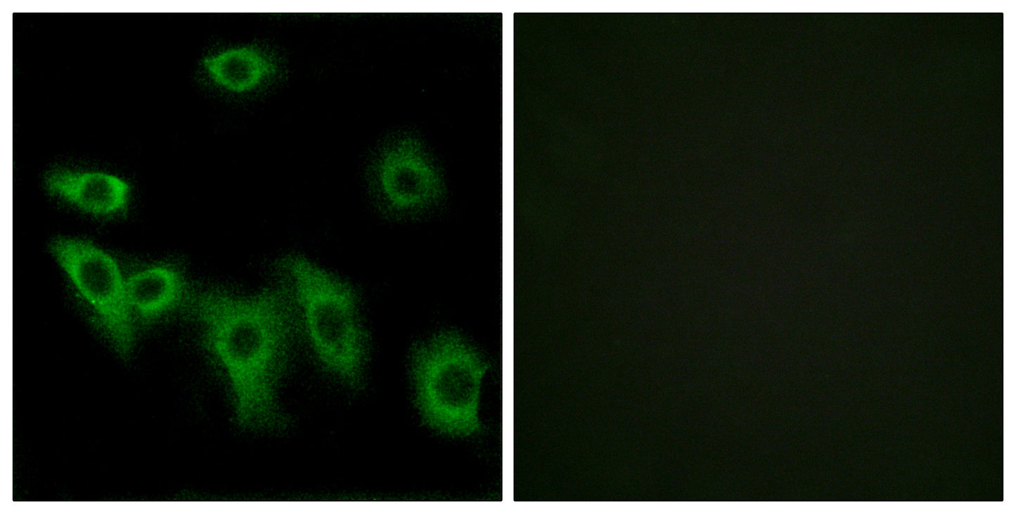 Olfactory receptor 8H3 Rabbit Polyclonal Antibody