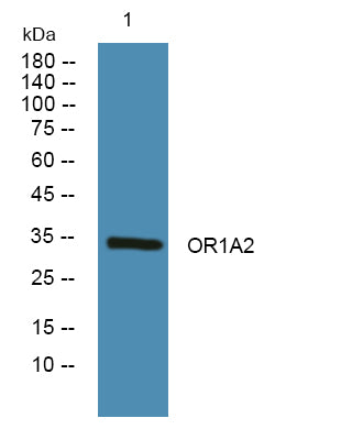 OR1A2 Rabbit Polyclonal Antibody