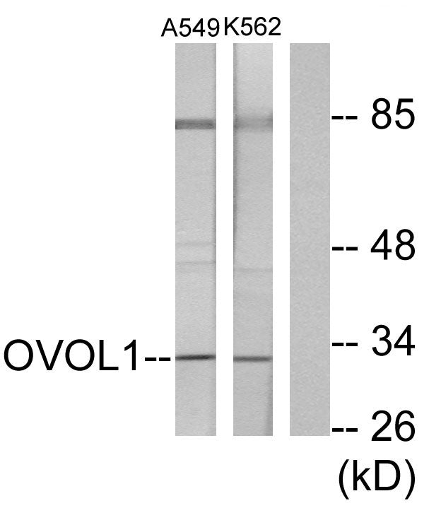 Ovol1 Rabbit Polyclonal Antibody