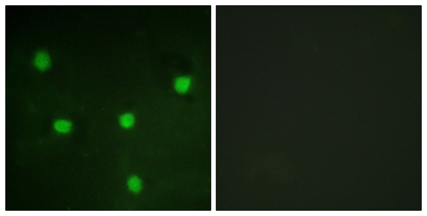 p107 Rabbit Polyclonal Antibody