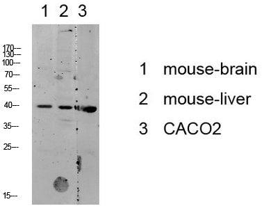 p38 MAPK Rabbit Polyclonal Antibody