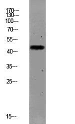 PAR1 (Cleaved-Ser42) Rabbit Polyclonal Antibody