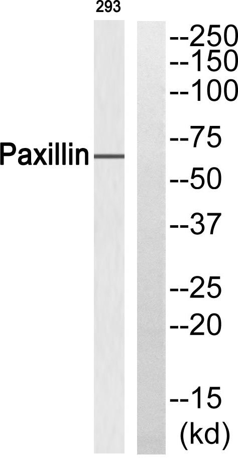 Paxillin Rabbit Polyclonal Antibody