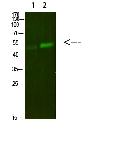 PBEF Rabbit Polyclonal Antibody