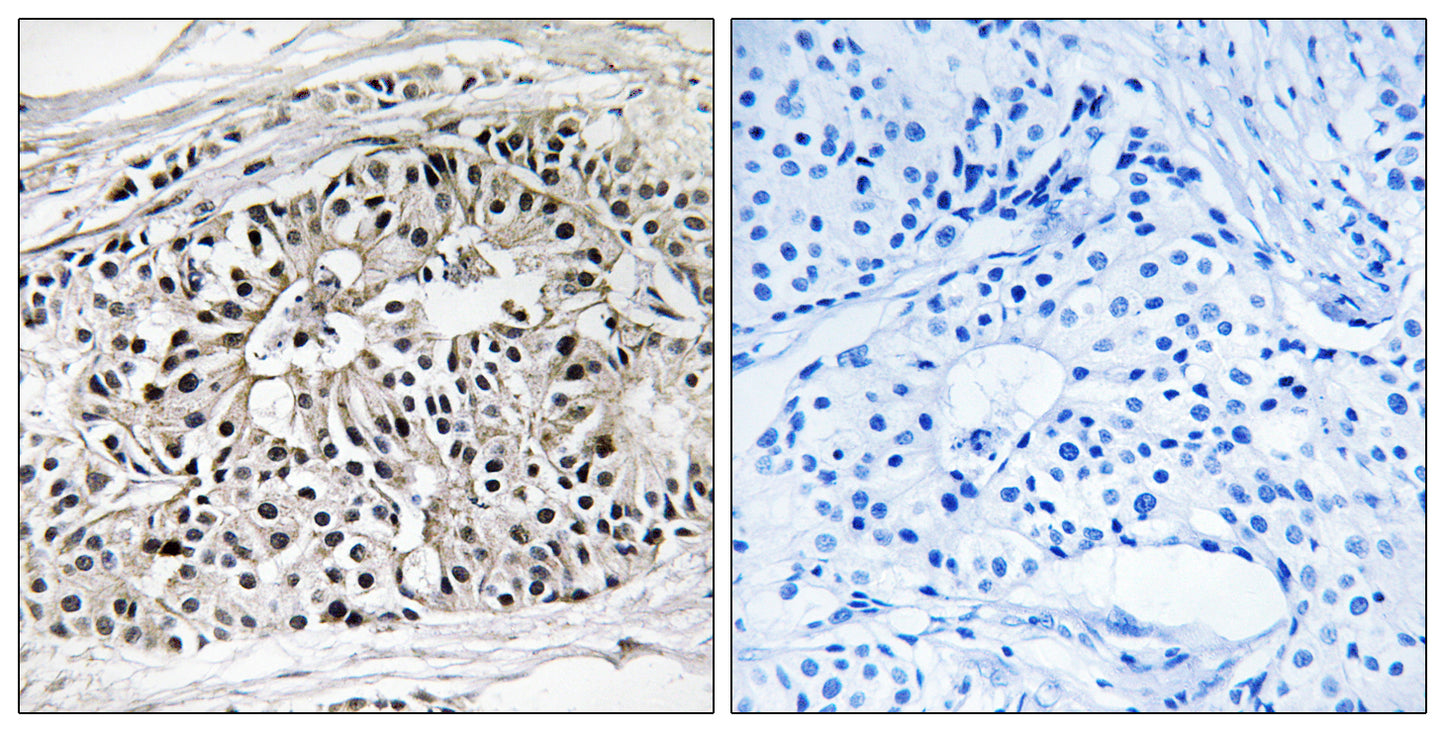 PBFE Rabbit Polyclonal Antibody
