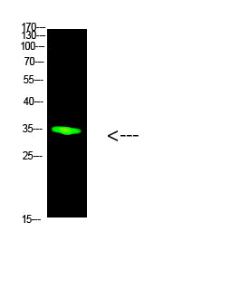 PCNA Rabbit Polyclonal Antibody