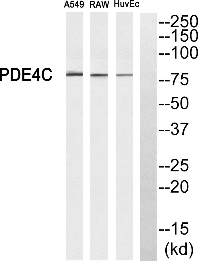 PDE4C Rabbit Polyclonal Antibody