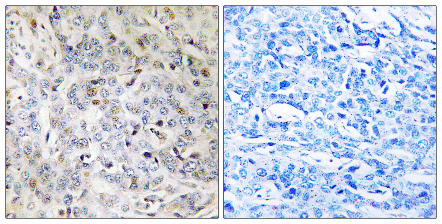 PDIK1L Rabbit Polyclonal Antibody