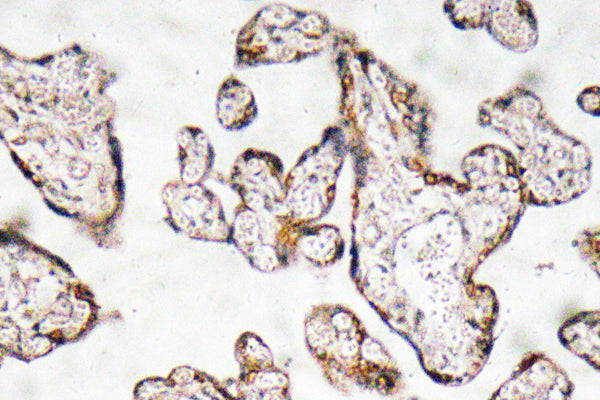 PEDF Rabbit Polyclonal Antibody