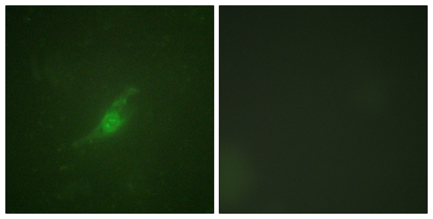 Per2 Rabbit Polyclonal Antibody