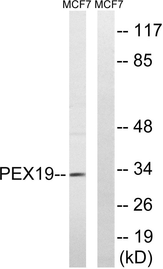 Peroxin 19 Rabbit Polyclonal Antibody