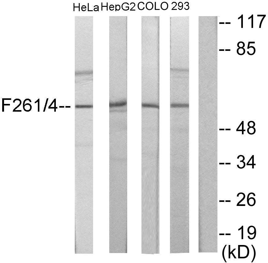 PFK-2 liv/tes Rabbit Polyclonal Antibody