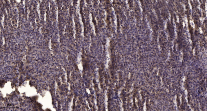 PGI2 synthase Rabbit Polyclonal Antibody