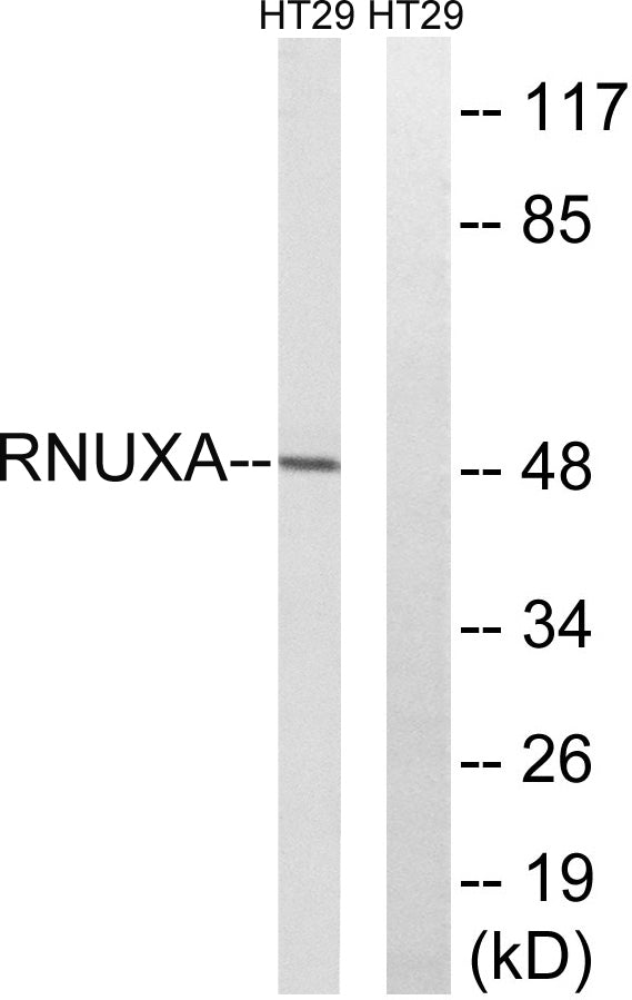 PHAX Rabbit Polyclonal Antibody